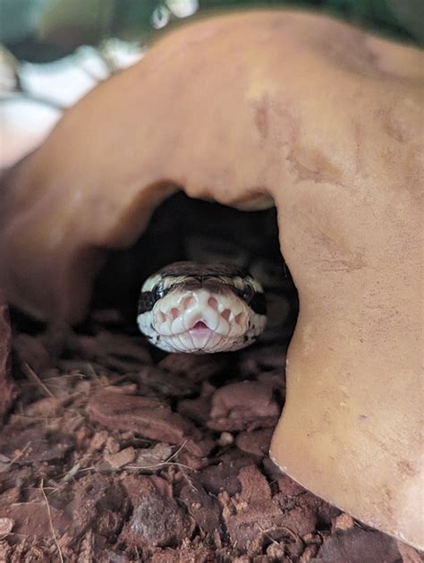 French Python Code 的图像结果