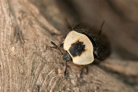 What Insects Eat Human Corpses: The Necrophagous 6