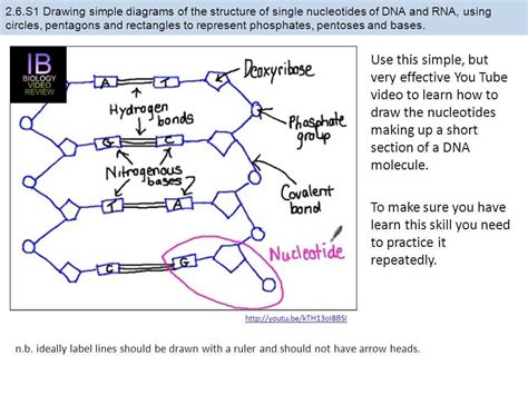Biology DNA and RNA 的图像结果