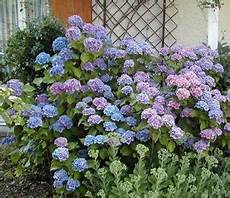 tailler les hortensias photos comment tailler les hortensias tailler les hortensias photos comment tailler les hortensias