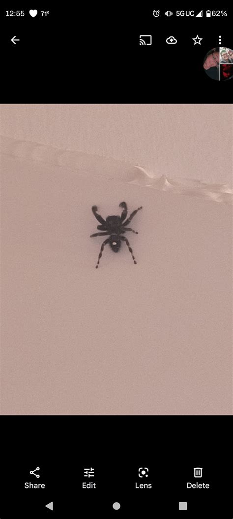 Brown Recluse Oregon