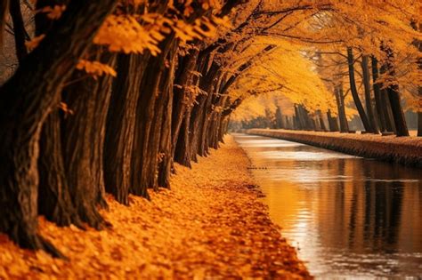 Fall Nature 的图像结果