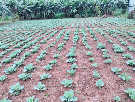 Broadcasting Fertilizer 的图像结果