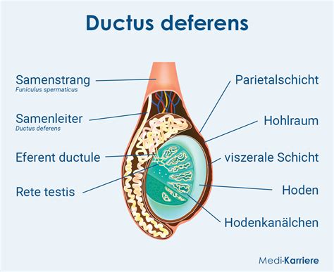 Ducto Epididimo