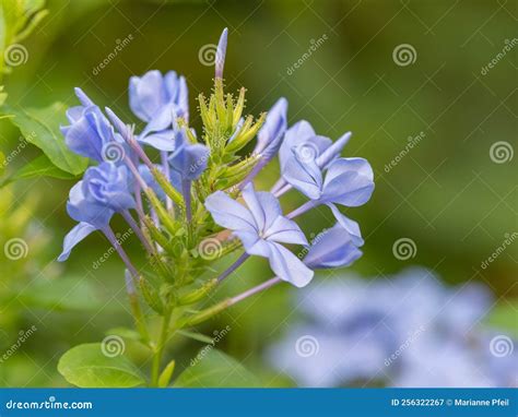 The Light Blue Flowers of a Cape Plumbago Bush Against a Blurred Green ...