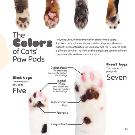 Why Are My Cats Paw Pads Different Colors at Andre Mccann blog
