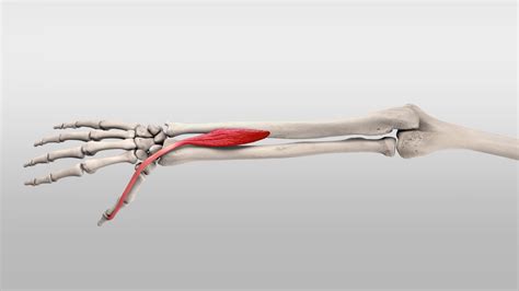Extensor Pollicis Longus