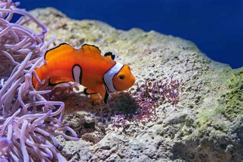 Top 10 Animals and Wildlife in the Great Barrier Reef - Animals Around ...