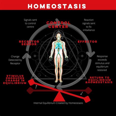 What is Homeostasis? Why Is It so Important For Our Wellbeing?
