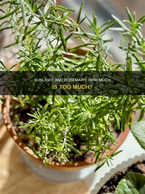 How Much Water Does Rosemary Need For Growth