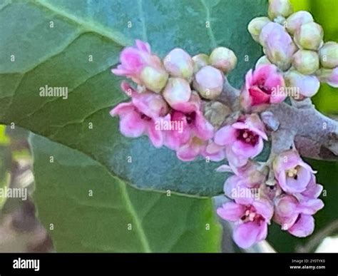 lemonade berry (Rhus integrifolia) Plantae Stock Photo - Alamy