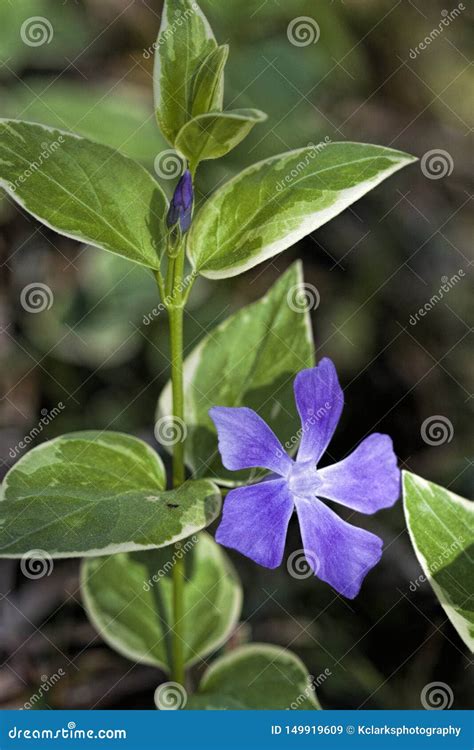 Variegated Vinca Ground Cover