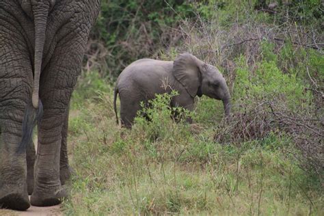 Elephant Reproduction