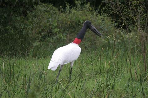 CARACOLES ECO - LODGE (Rurrenabaque) - Lodge Reviews & Photos - Tripadvisor