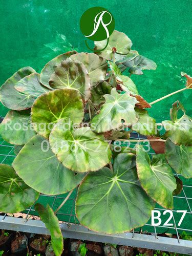 Begonia B27 | ROSEGARDENS Plants