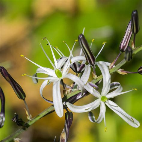 Soap plants (Chlorogalum) Flower, Leaf, Care, Uses - PictureThis