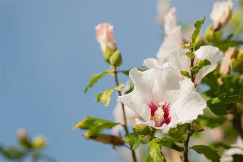 How To Grow A Rose Of Sharon Tree From Seeds at Mary Langan blog