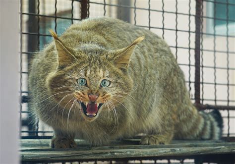 Chinese desert cat (Felis bieti) - ZooChat