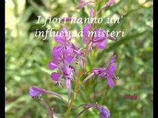 immagini sui fiori fiori di montagna 3 immagini sui fiori fiori di montagna 3