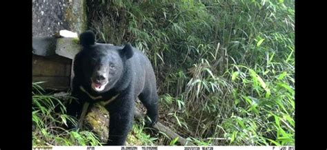 邵阳南山首次拍到黑熊觅食蜂蜜！管理处：拍到的是公熊，正努力拍母熊和熊宝宝_新浪湖南_新浪网