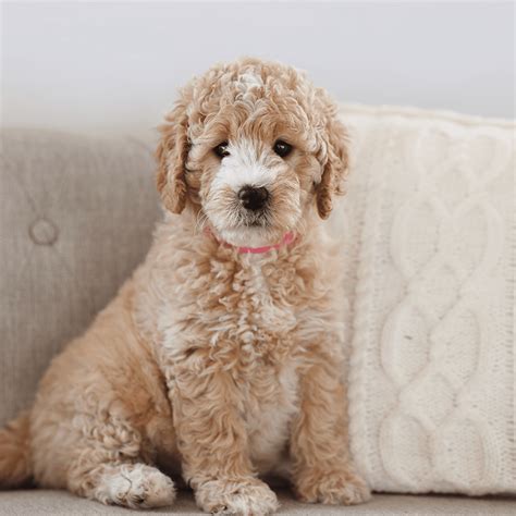 English Goldendoodle F1b Are Goldendoodles Hypoallergenic? A Z