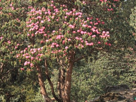 पहाड़ों पर मिलने वाली साक्षात संजीवनी बूटी है यह गुलाबी फूल, सेहत के ...