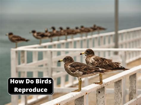 Image result for How Do Birds Reproduce