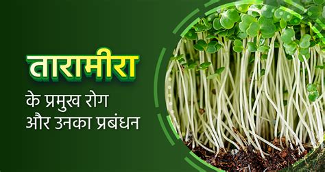 तारामीरा के प्रमुख रोग और उनका प्रबंधन (Major Diseases of Taramira and ...