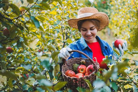 15 Best Apple Picking Orchards in Maryland (2024)