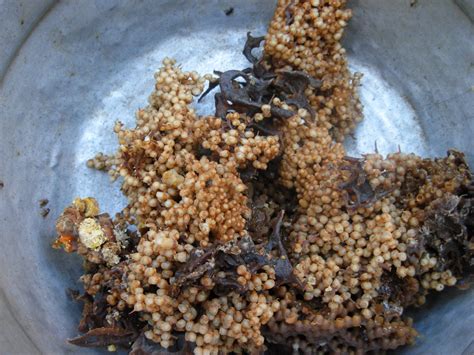 Meet the Vulture Bee: Nature’s Buzzing Butcher – Insect Hive