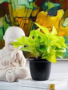 Nurturing Green® Good Luck Golden Money Plant For Home & Indoor in 4.5 ...