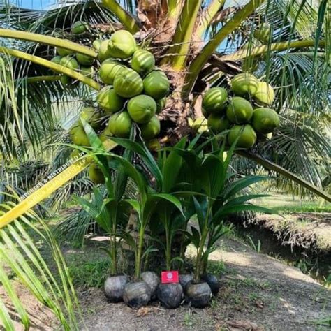 Live Thailand Beach Coconut Palm | Rare Hybrid Tree Variety for Garden ...