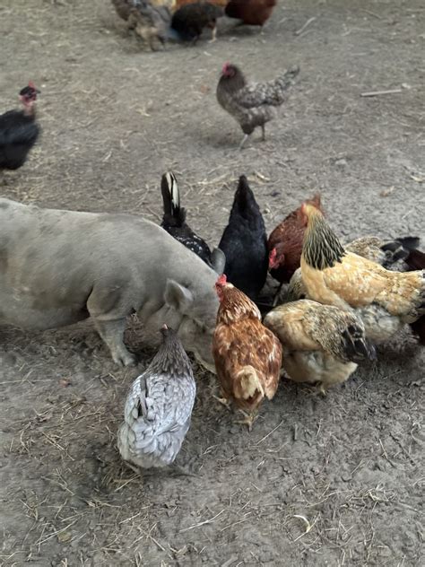 CHAT W CHICKENS [ 10 SPOTS AVAILABLE ], 2977 Highway 41 , Elko, GA ...