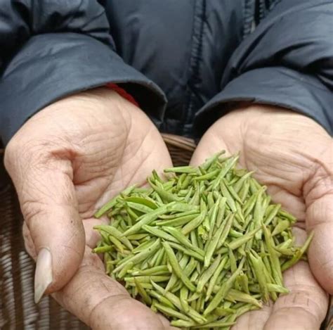 酉阳县宜居乡楼房村：大力发展茶产业 促进群众增收 - 上游新闻·汇聚向上的力量