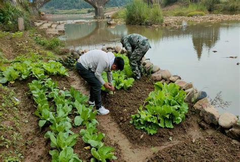 朱口镇：严厉打击占用河道沿岸种植农作物等违法行为 - 乡镇风采 --中国泰宁在线