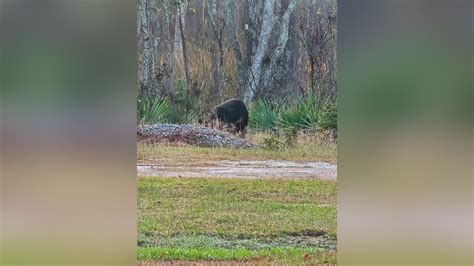 Resident photographs rare bear-sighting in Orange | 12newsnow.com