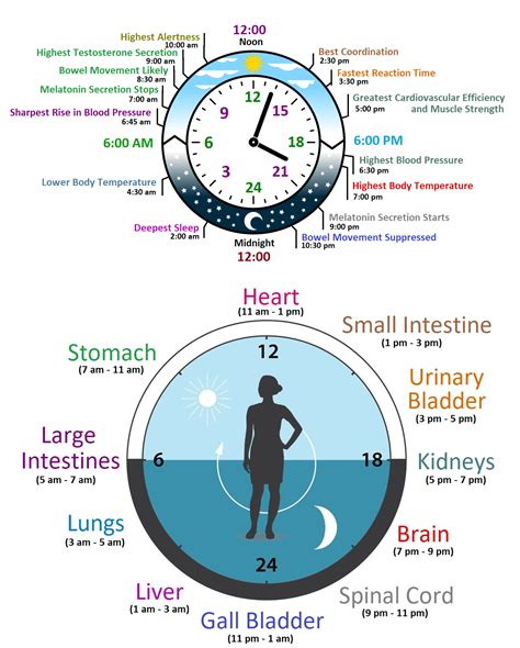 What Is Biological Clock Simple Definition at Kathleen Perry blog