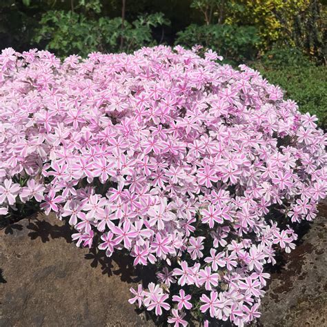 Phlox subulata 'Candy Stripe' - Creeping Phlox (4" Pot) | Little Prince ...