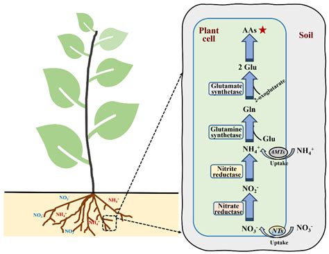 Uses Of Nitrogen In Plants
