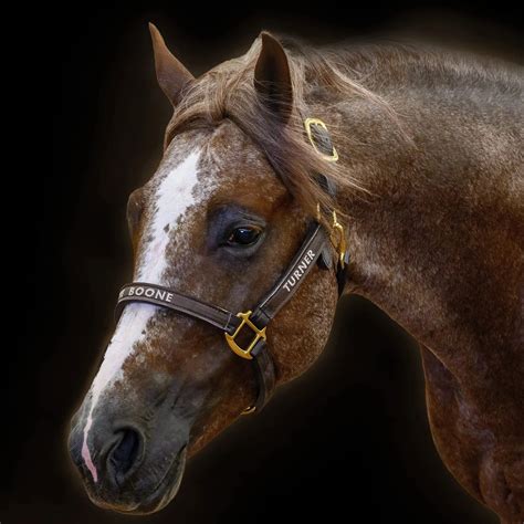 Tee Boone — Timber Creek Veterinary Hospital