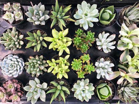 Pictures Succulent Plants at Emma Wilhelm blog