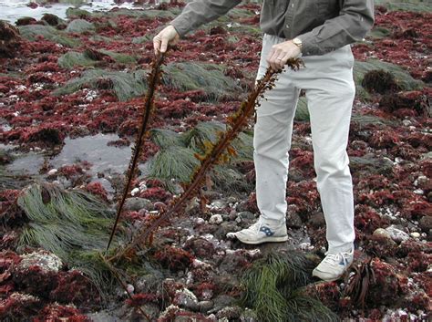 Bio2-Rockyshore.html