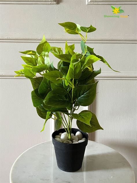 Artificial Jade Pothos – 48 cm, with Basic Pot – Blooming Floret