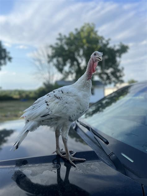 Royal Palm Turkey - Heritage Breed Turkeys | Cackle Hatchery®