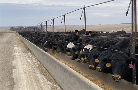 Cattle on Feed Report in line with expectations | Pro Farmer