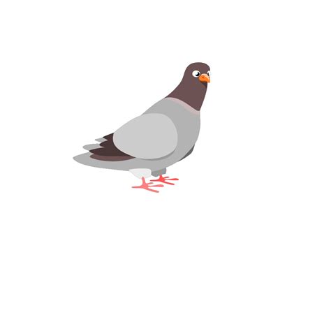 Rock Dove, Pigeon, Urban Bird, Flock Behavior, Habitat Adaptation PNG