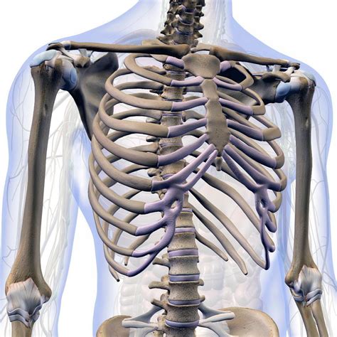 Rib Subluxation Joint at Edward Schmidt blog