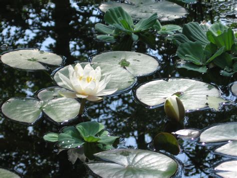 White Hardy Water Lily for Your Water Garden