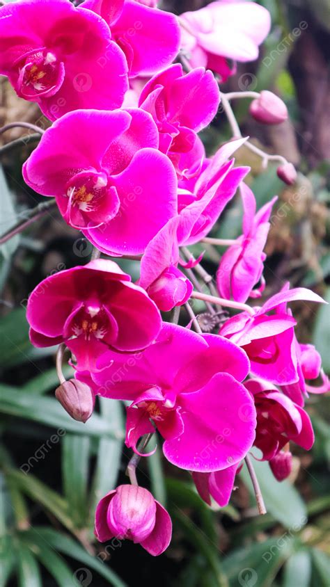 Red Orchid Flowers