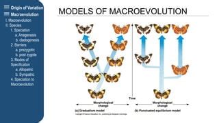 Image result for Macroevolution Controversy